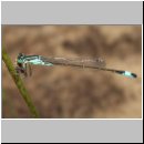 Ischnura elegans - Grosse Pechlibelle 11.jpg